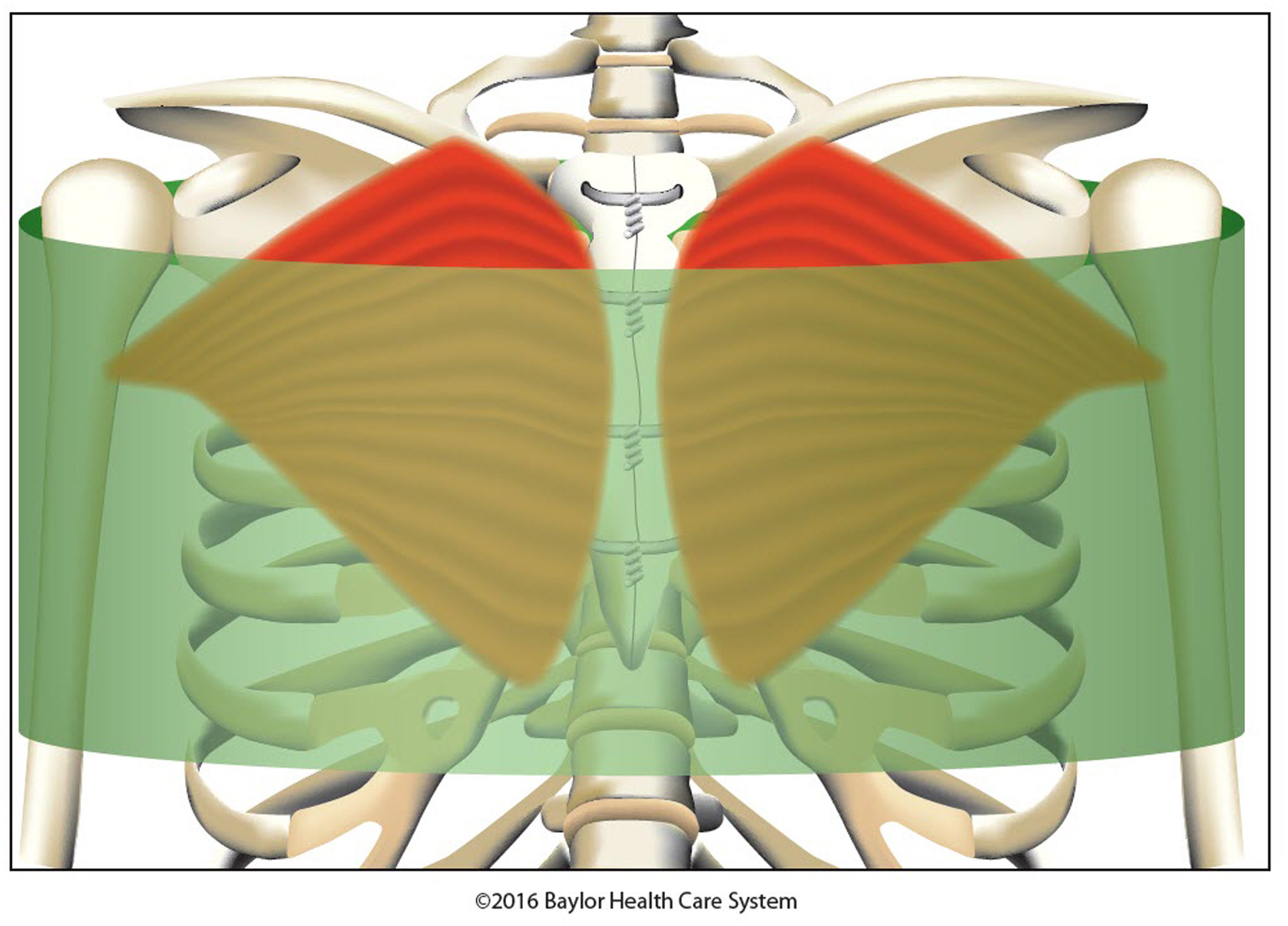 sternum