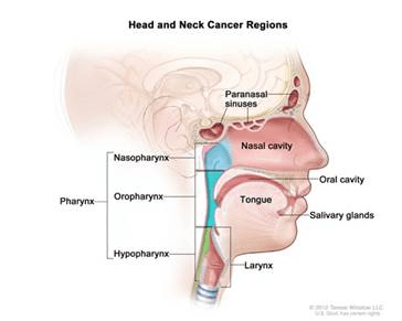 head and neck regions